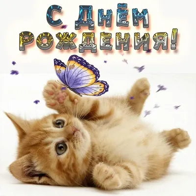 Поздравляем с днем рождения от кота (67 фото) » Красивые картинки,  поздравления и пожелания - Lubok.club