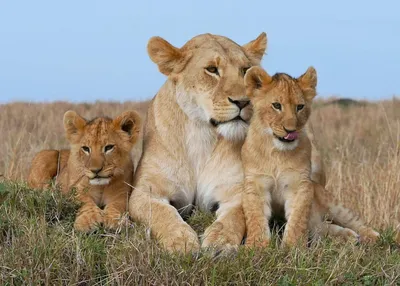 С Днём рождения🎉 🎆🎊Львы и Львицы)) 🦁. Лев (23.07-22.08) Поздравляю!  🎂🎁 - YouTube