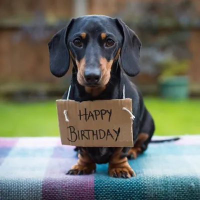 с днем рождения | Happy birthday dachshund, Dog birthday wishes, Funny  birthday cards