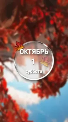 В честь юбилея Президента 7 октября «Единая Россия» проведет открытые  тренировки по самбо | 06.10.2022 | Приморско-Ахтарск - БезФормата