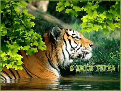 Русский дом в Душанбе - Всемирный день тигра был учрежден в 2010 году в  Санкт-Петербурге, на Международном форуме по вопросам сохранения тигра на  Земле. Полосатые хищники находятся под угрозой. За XX век