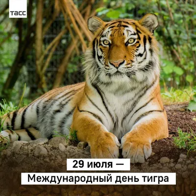 Поздравляем с днем тигра, красивая открытка - С любовью, Mine-Chips.ru