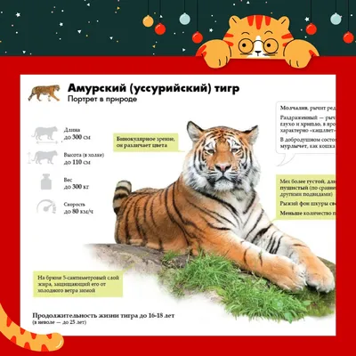 Международный день тигра - РИА Новости, 29.07.2022