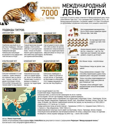 Картинки и Открытки с Международным Днем Тигра