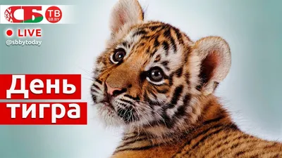 День тигра на Дальнем Востоке»... - National Geographic | Facebook