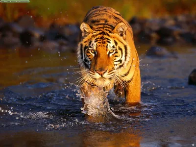 Журнал Международная жизнь - Международный день тигра