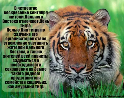 Городской фестиваль \"День амурского тигра\" в Комсомольске-на-Амуре 30  сентября 2022 в Парк культуры и отдыха им. Ю.А. Гагарина