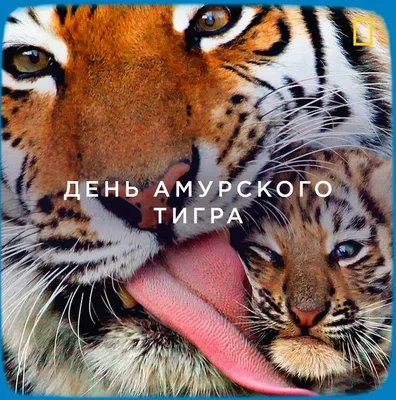 29 июля - Международный день тигра - АЗЕРТАДЖ