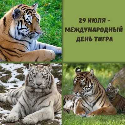 27.09.2020. День тигра на Дальнем Востоке