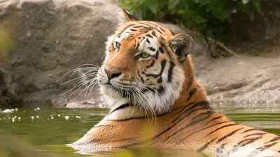 Путин поздравил \"егерей и зоологов\" с Днем тигра - Delfi RU