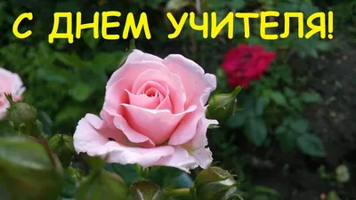 Оранжевые розы на день учителя . Цена: 2400 руб в интернет-магазине  Centre-flower.ru