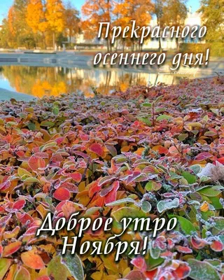 Доброе утро Ноября! 03.11.2022 🌹☕🍁❤️🍂💖 | Доброе утро, Осенние картинки,  Веселые картинки