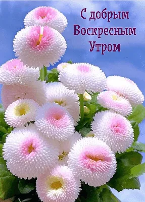 Доброго воскресного утра! | Доброе утро, Воскресенье, Утренние цитаты