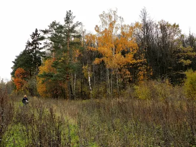 осень начало осени девушка путь PNG , след, большое дерево, золотая осень  Иллюстрация Изображение на Pngtree, Роялти-фри