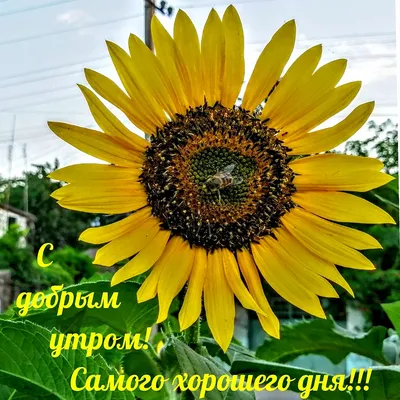 🌸☕️ Здравствуй, Август! Доброе утро Августа!🌸 Счастливого Августа!  Музыкальная видео открытка. - YouTube