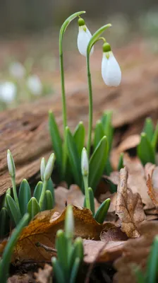 С первым днем весны - Поздравления с весной - картинки весна - Первый день  Весны открытки - 1 марта - 1.03.2021