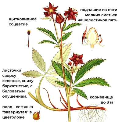 Сабельник от боли в суставах, настойка без сахара 250 мл ФИТО-АПТЕКАРЬ  14345122 купить за 119 400 сум в интернет-магазине Wildberries