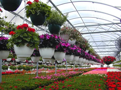 Фотография: Огромный выбор цветов на Садоводство И Цветоводство
