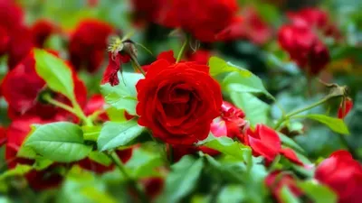 Самые красивые садовые розы 2023 | АМИНОСИЛ - витамины для растений | Дзен
