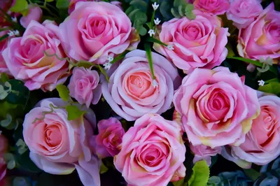 Розовые садовые розы с диантусом | Монобукеты | Kiwi Flower Shop