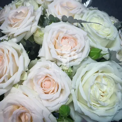 Красивые садовые розы под тонким …» — создано в Шедевруме