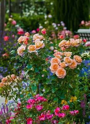 Самые красивые садовые розы. Какие сорта выбрать и как ухаживать, чтобы они  цвели каждый год | Flo.Discus-Club.Ru | Дзен