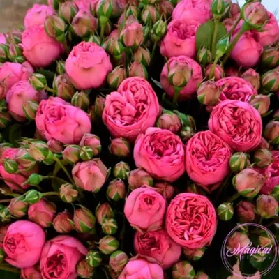 Букет из 35 кустовых садовых роз - купить в Москве по цене 10290 р - Magic  Flower