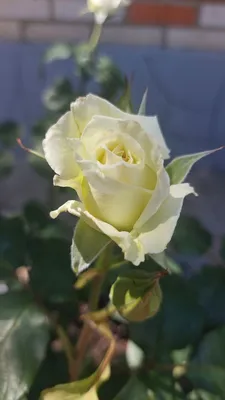 Садовые розы стоковое изображение. изображение насчитывающей парк -  161435187