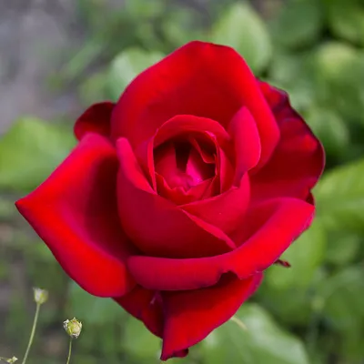 Садовые композиции с розами и сочетания сортов | Цветник план, Розы,  Красная роза