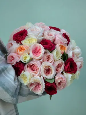 White rose | Белая роза, Розы, Садовые розы