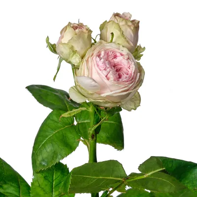 Красивый букет из 41 английской пионовидной и садовой розы по цене 13626  руб. заказать с доставкой по Москве - свежие цветы от интернет-магазина \"Во  имя розы\"