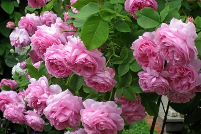 уДАЧНЫЕ СОТКИ: Чтобы розы радовали | Новости Гомеля