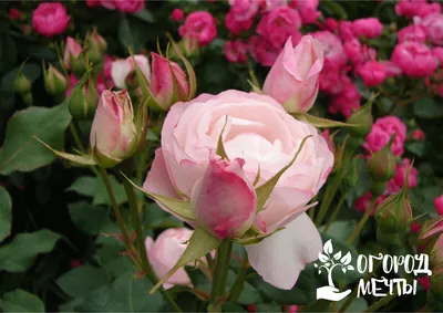 Розы Садовые Расцветает - Бесплатное фото на Pixabay - Pixabay