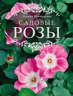 Цветы Садовые розы доставка Владивосток Цветочный король доставка