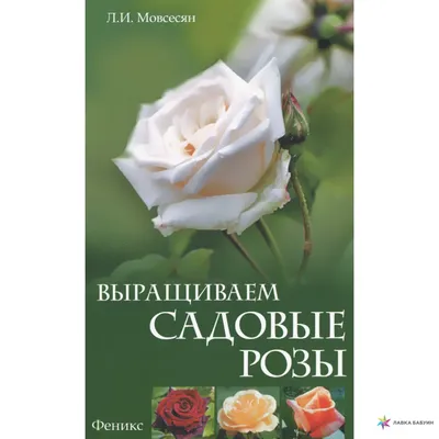 Садовые розы Ив Пьяже - купить в Москве | Flowerna