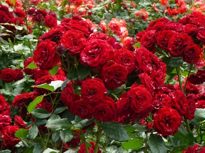 Фото галерея роскошных кустовых и садовых роз