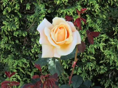 Пионовидные и садовые розы в 2023 г | Садовые розы, Флористика, Розы