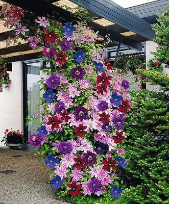 Красочные цветочные композиции для сада: фото