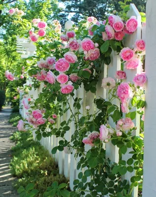 Как сделать красивые садовые цветочные композиции: фото
