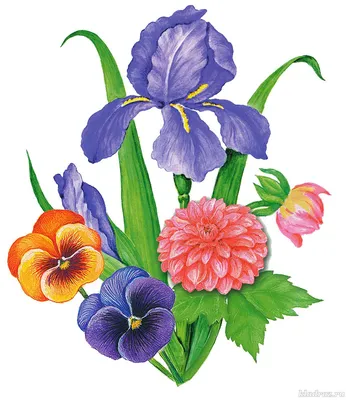 Садовые цветы – раскраски для детей | Flower drawing, Flower coloring  pages, Bird coloring pages