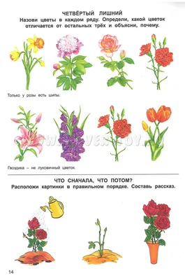 Тетрадь для общения и развития детей \"Садовые цветы\" СФ-Т-42 в  Москве|CLEVER-TOY.RU