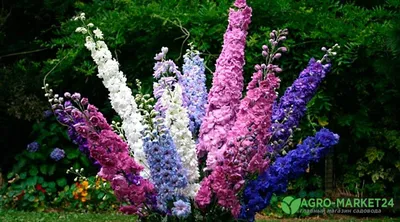 Садовые цветы с названиями (28 фото) | Цветоводство, Дельфиниум, Виды цветов