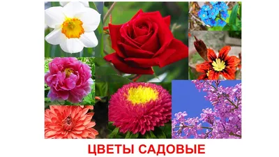 Весенние садовые цветы названия и фото