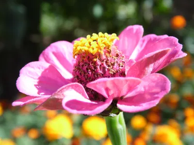 Небольшой Пучок Садовые Цветы Ваза - Бесплатное фото на Pixabay - Pixabay