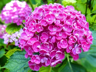 Садовые цветы, цена 150 руб. купить в Коломне