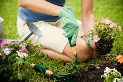 Садовый инвентарь: какие инструменты нужны для ухода за кустарниками? Картинка