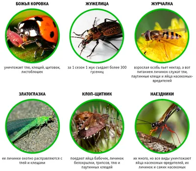 Как создать сад для привлечения полезных насекомых: фото примеры