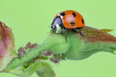 Фото садов, которые полезны для насекомых и красивы для глаз