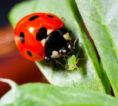 Фотографии садов, привлекающих полезных насекомых