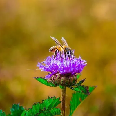 Как создать сад для насекомых: фото-вдохновение и советы